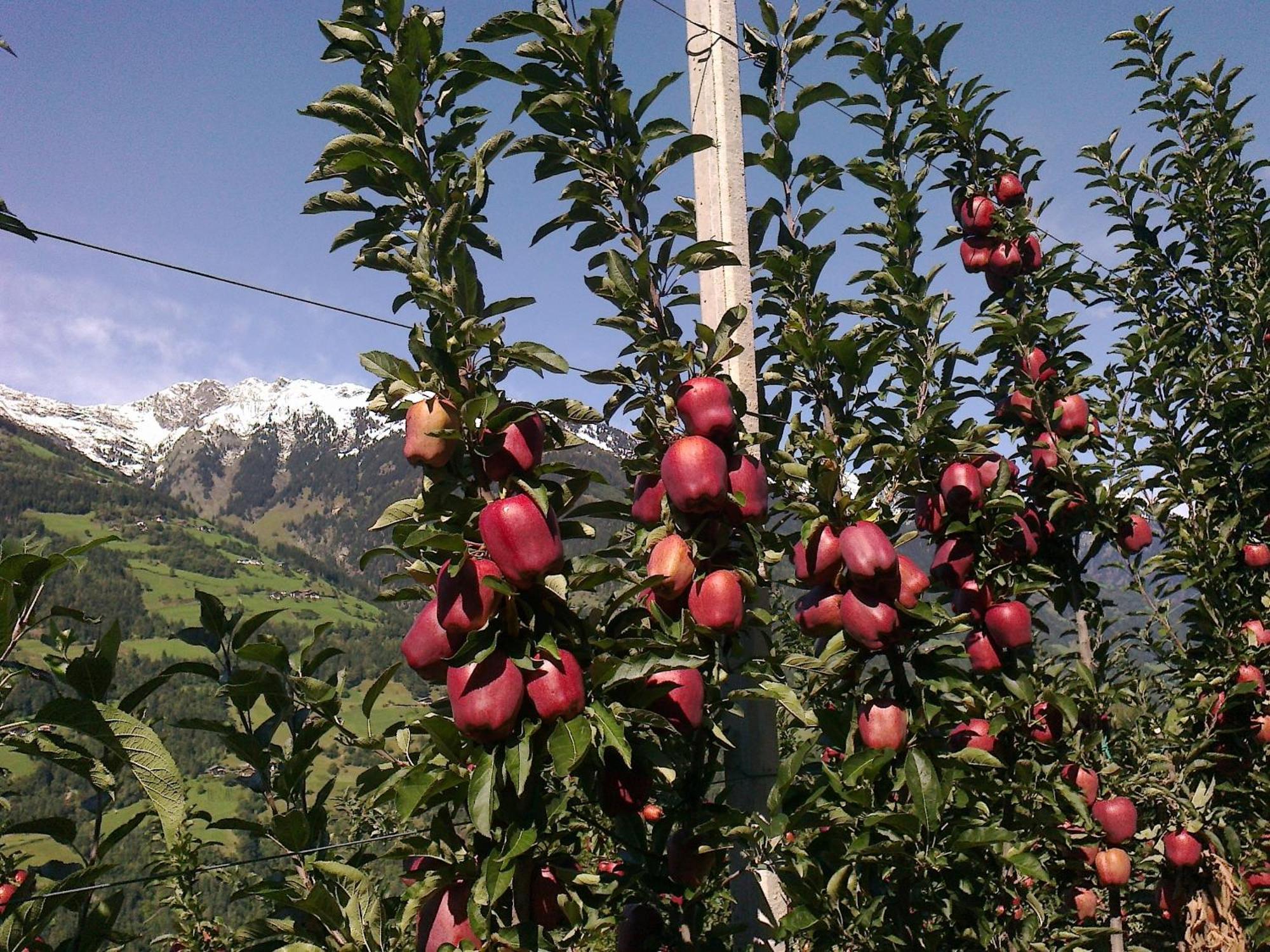 Zimmervermietung Groeberhof Schenna Εξωτερικό φωτογραφία